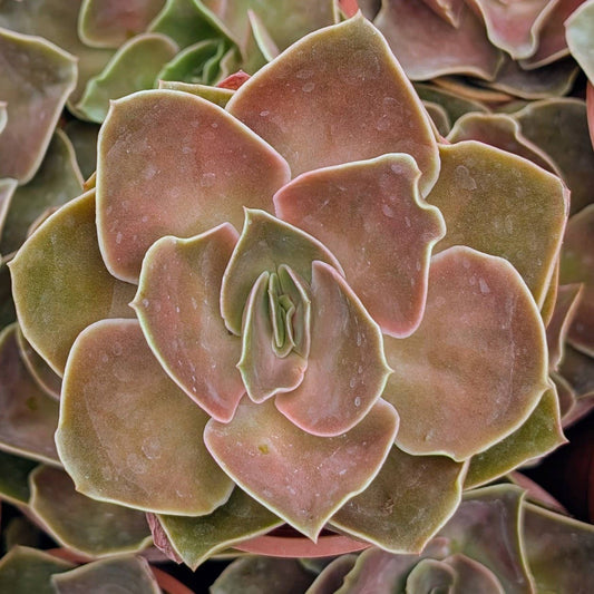 Echeveria Fireglow Large