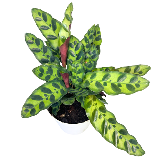 4" Calathea Rattlesnake (Calathea lancifolia) – Live Plant