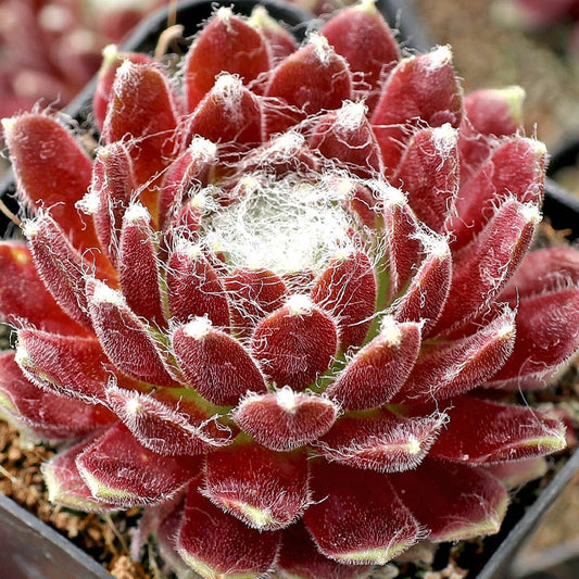 Sempervivum Red Pluche