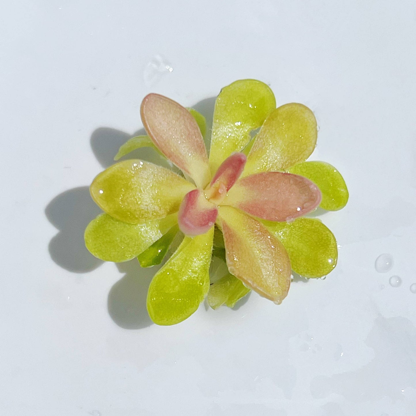 Pinguicula Fumiko Rosy Lavender Butterwort Plant Only