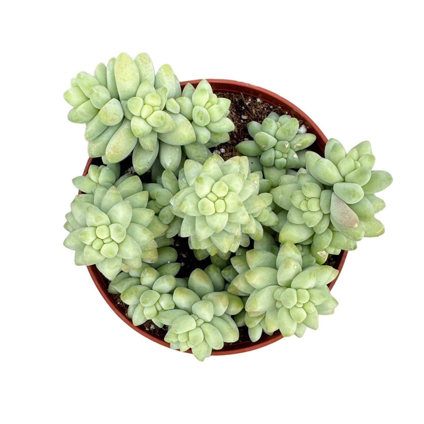 Donkey Tails | 4 inch | Sedum 'Burrito'