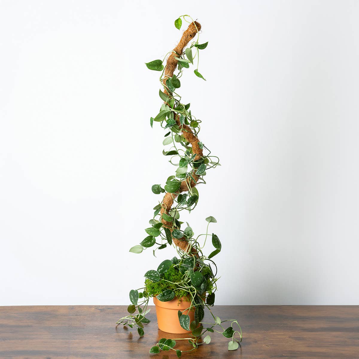 The SuperMoss Bendable SuperPole.