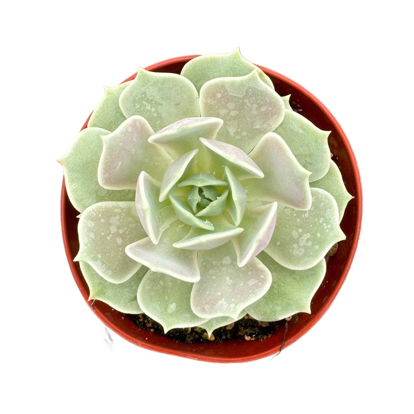 Echeveria Lola 4 Inch
