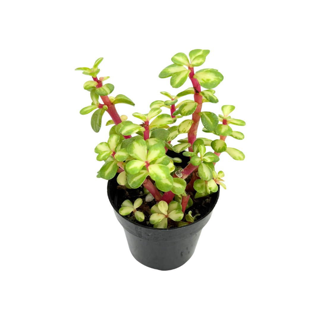 Elephant Bush Kaleidoscope 2 5 Inch Portulacaria Afra Medio Picta