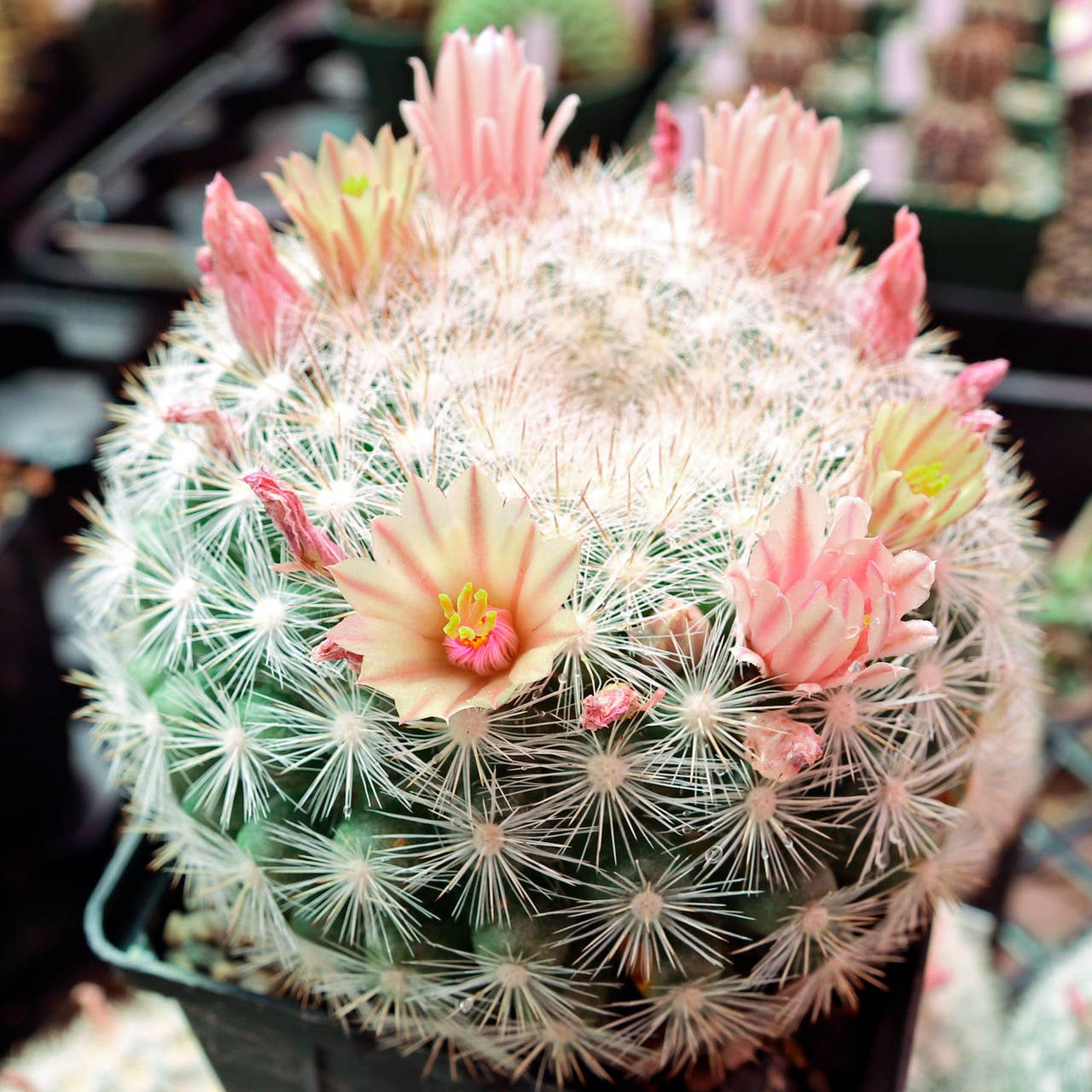 Mammilloydia Candida Snowball Cactus Large