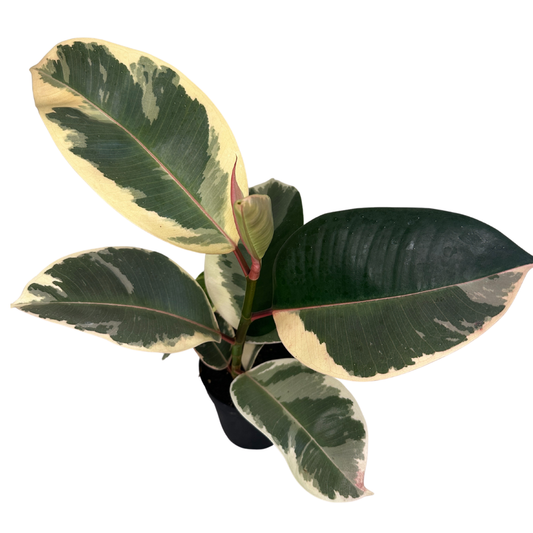 4" Ficus Elastica (Tineke Rubber Plant) – Live Plant