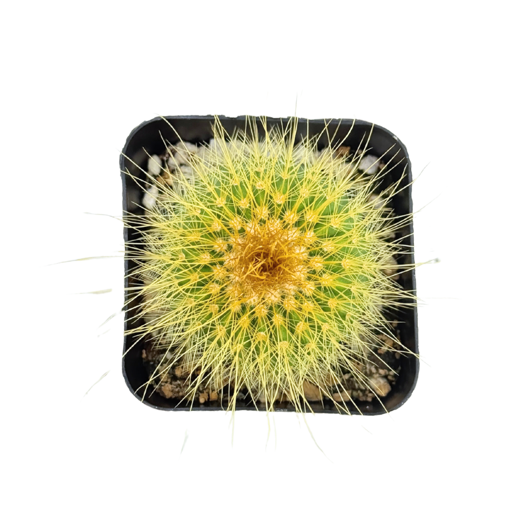 Golden Ball Cactus 2 5In