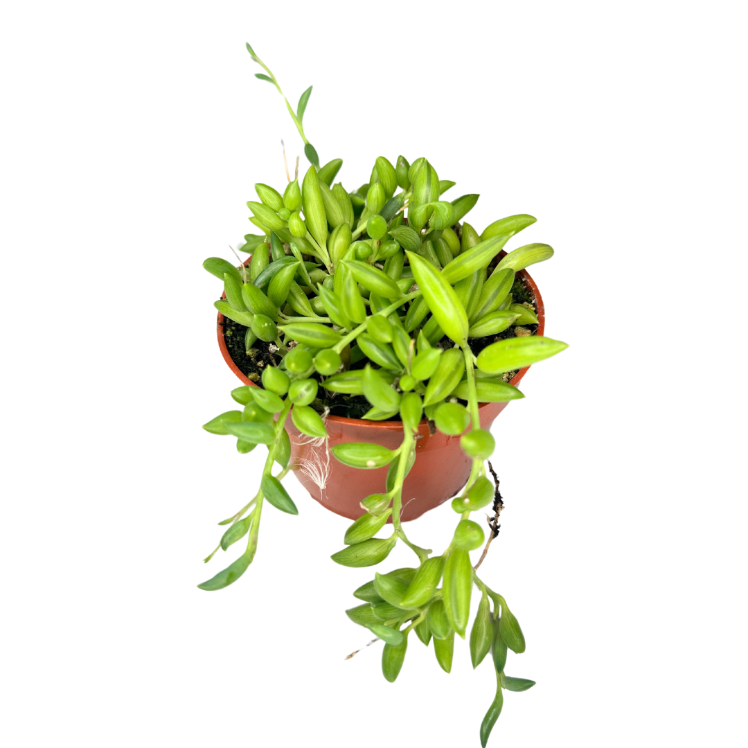 String Of Bananas Curio Radicans 4In