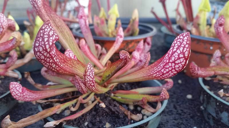 Sarracenia Scarlet Belle Pitcher Plant Starter Plant