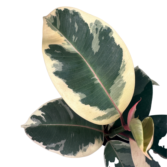 4" Ficus Elastica (Tineke Rubber Plant) – Live Plant