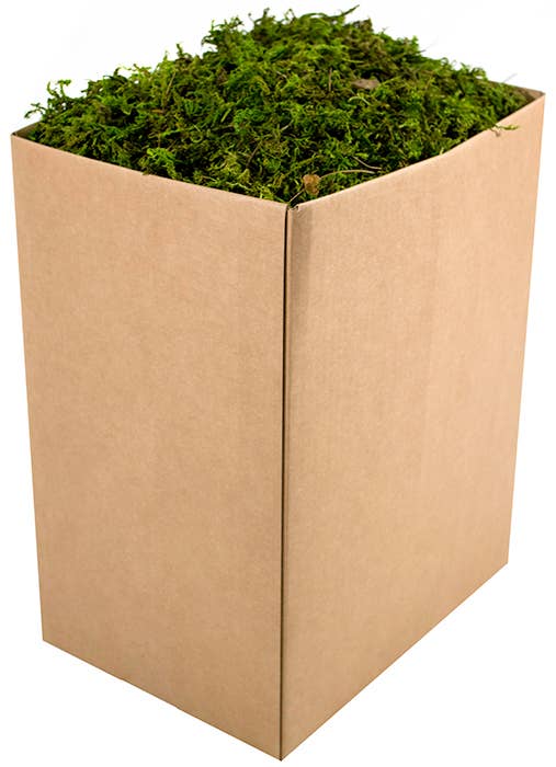 Forest Moss Preserved Bulk