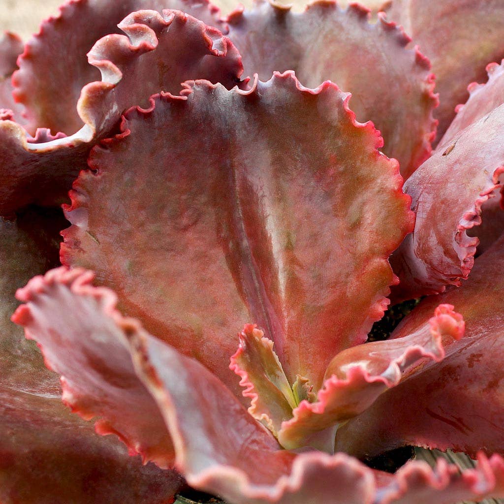 Echeveria The Rose Limited