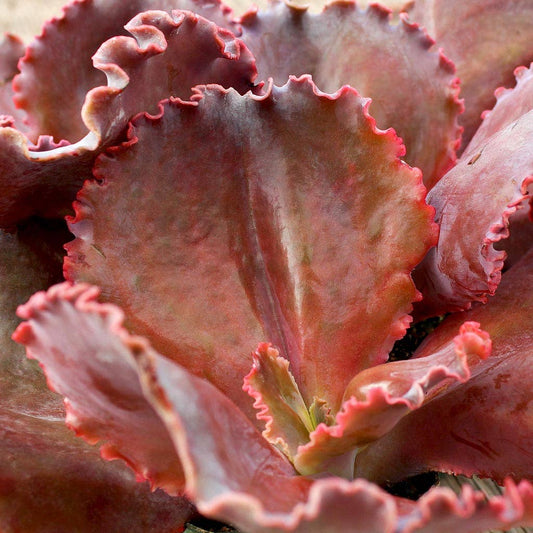 Succ Echevia Rose -2in