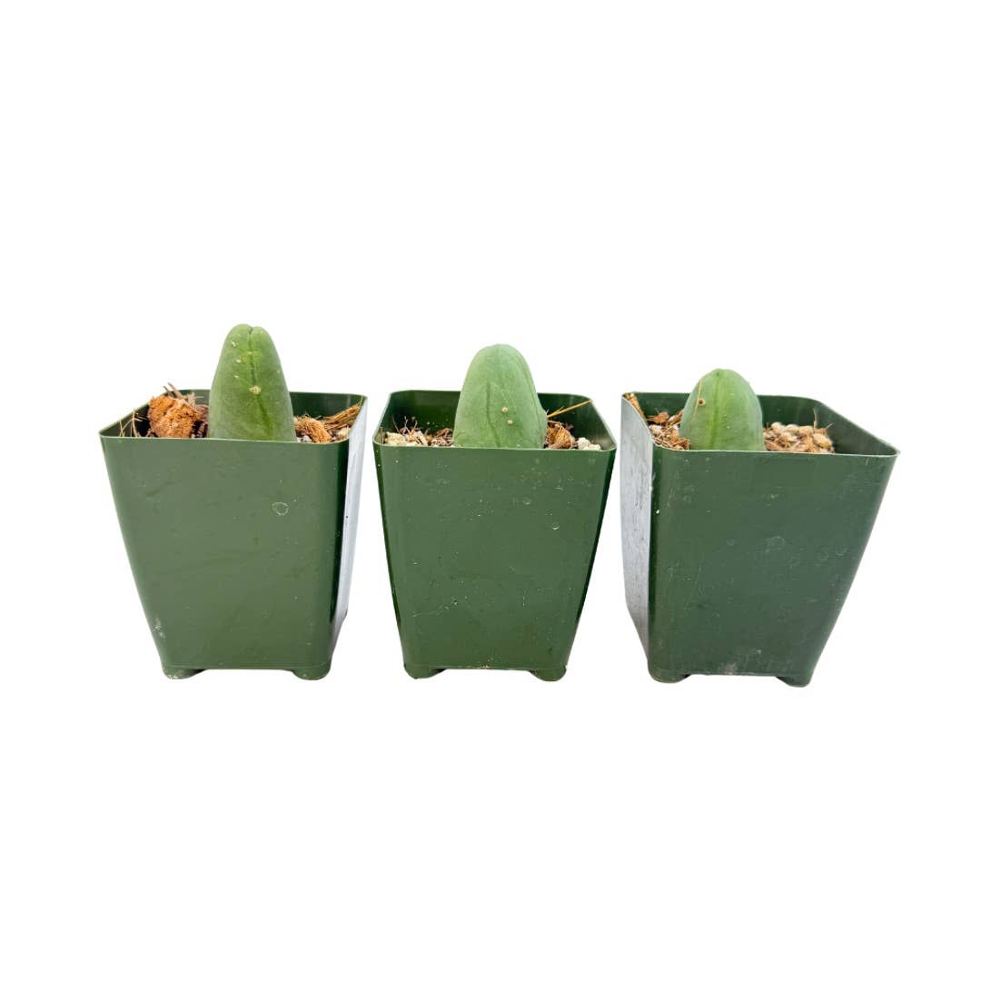 Penis Cactus | 3.25 inch | Trichocereus bridgesii monstrose