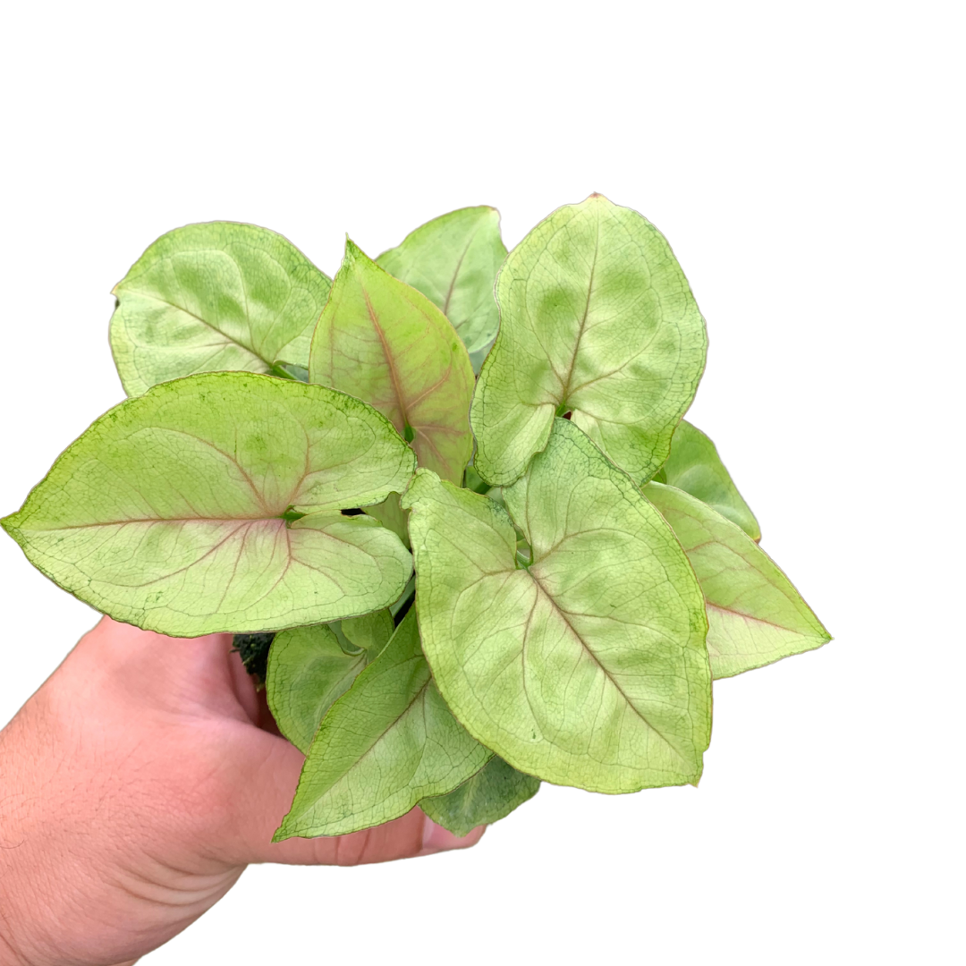 4" Syngonium Cream Allusion