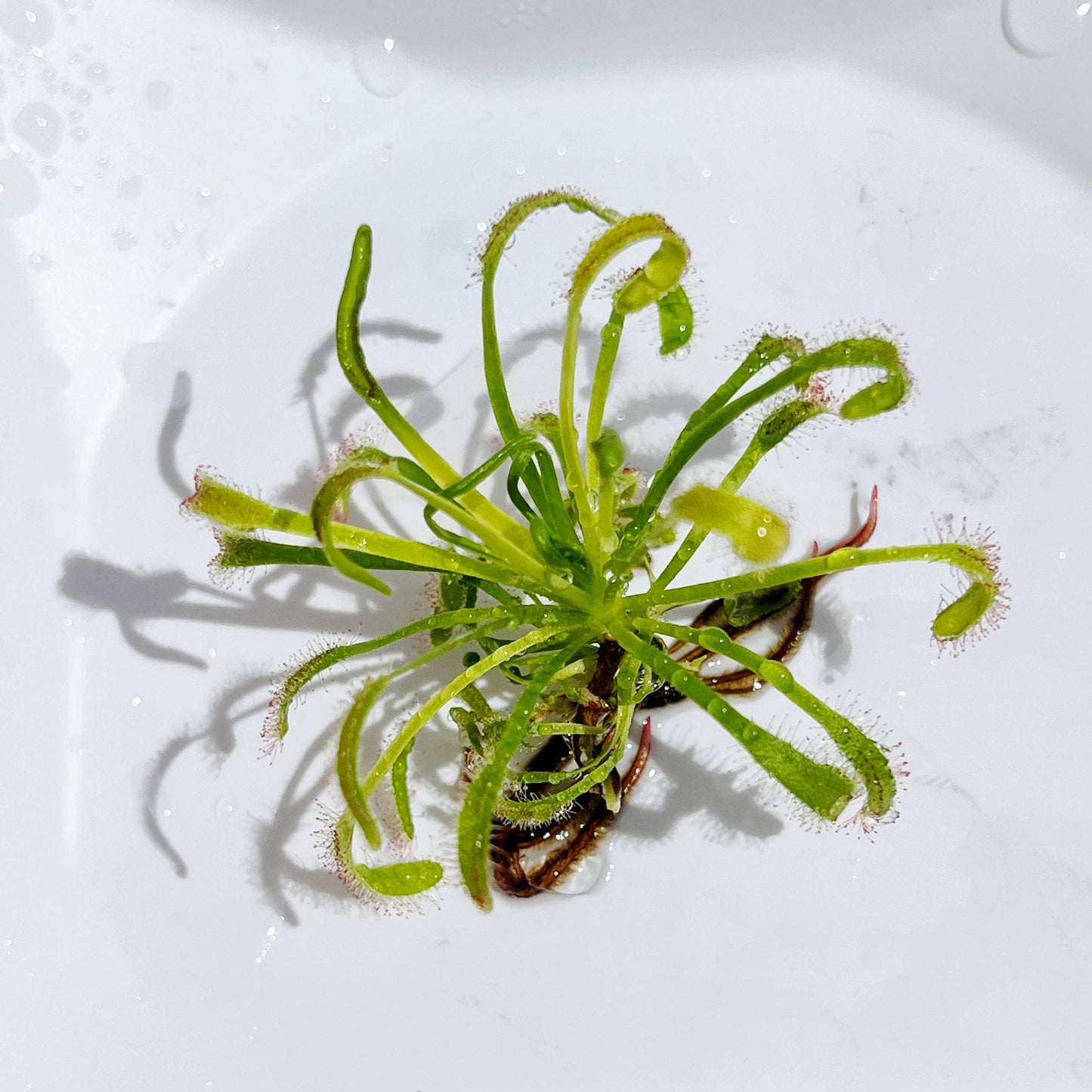 Cape Sundewdrosera Gnat Eating Carnivorous Plant Only