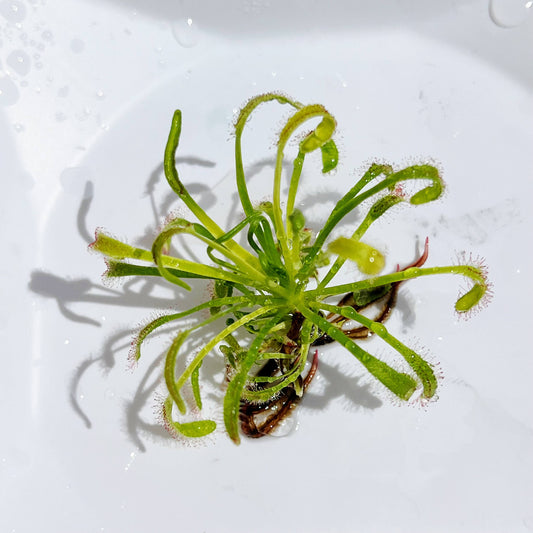 Cape Sundewdrosera Gnat Eating Carnivorous Plant Only
