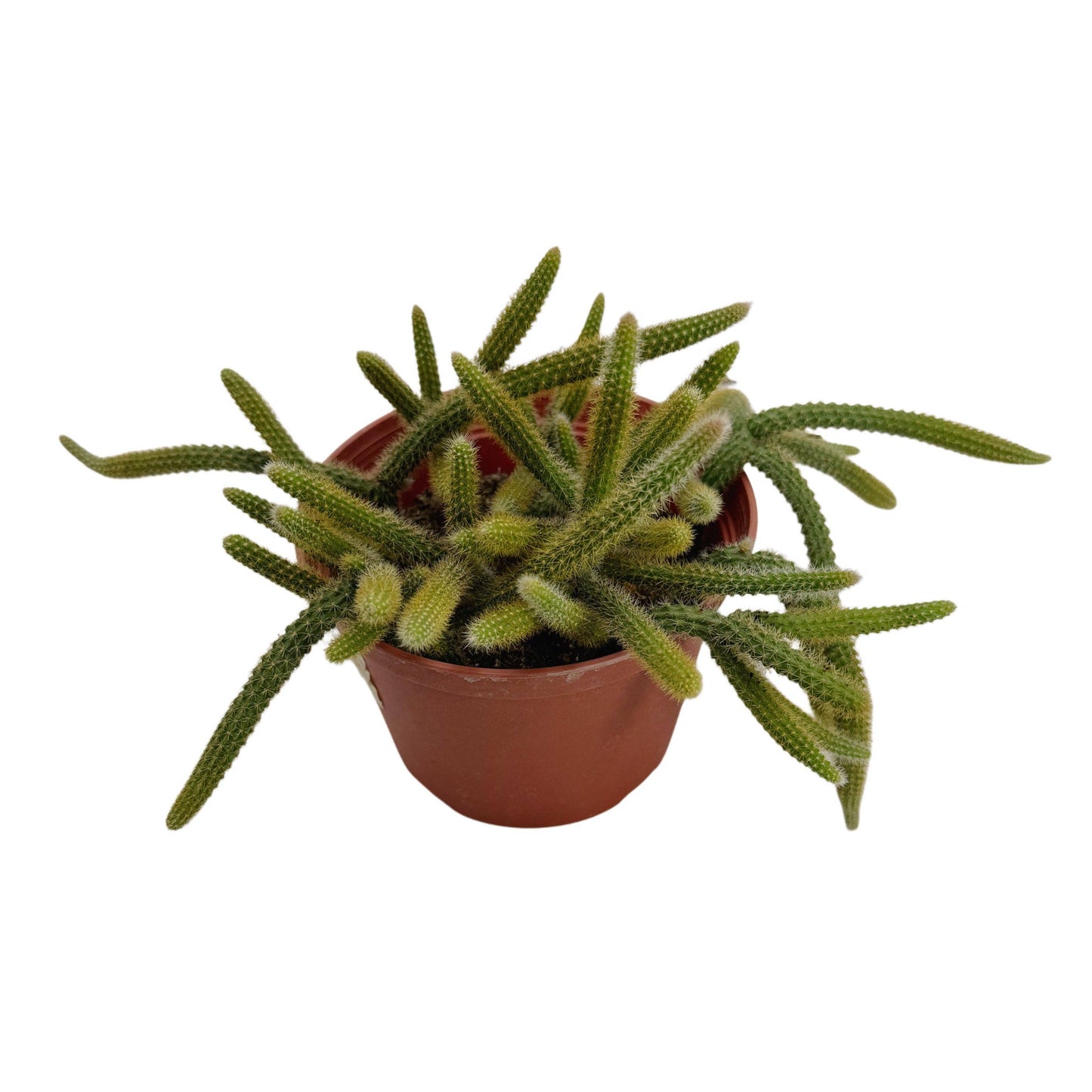 Rat Tail Cactus 6 Inch Aporocactus Flagelliformis