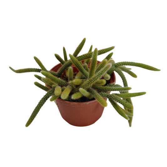 Rat Tail Cactus 6 Inch Aporocactus Flagelliformis
