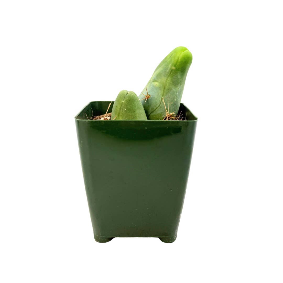 Penis Cactus | 3.25 inch | Trichocereus bridgesii monstrose
