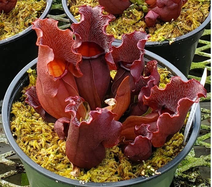 Sarracenia Purpurea Venosa Small
