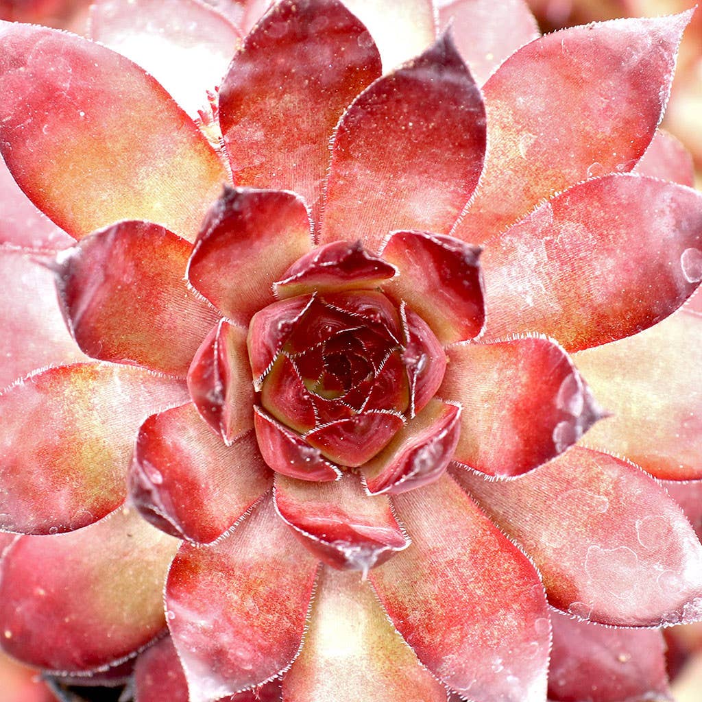 Sempervivum Bronco