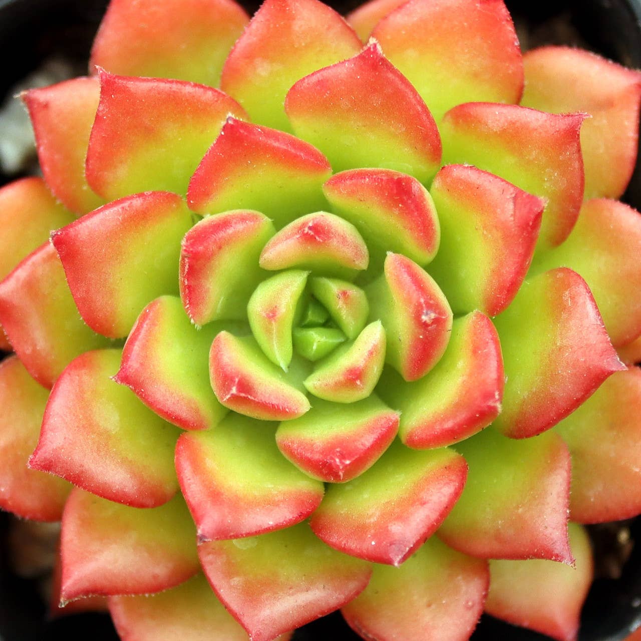 Sedeveria Letizia