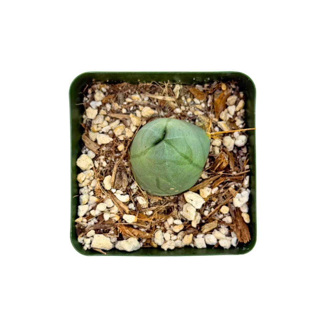 Penis Cactus | 3.25 inch | Trichocereus bridgesii monstrose