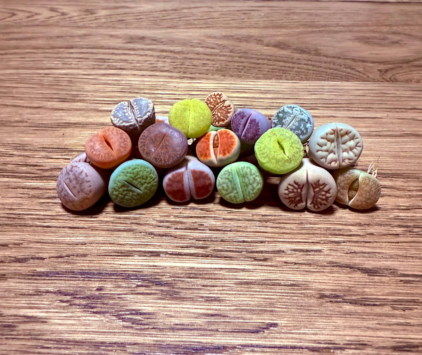Assorted Small Lithops Ã¢â‚¬â€œ Bare Root (0.5", 2 Years Old)