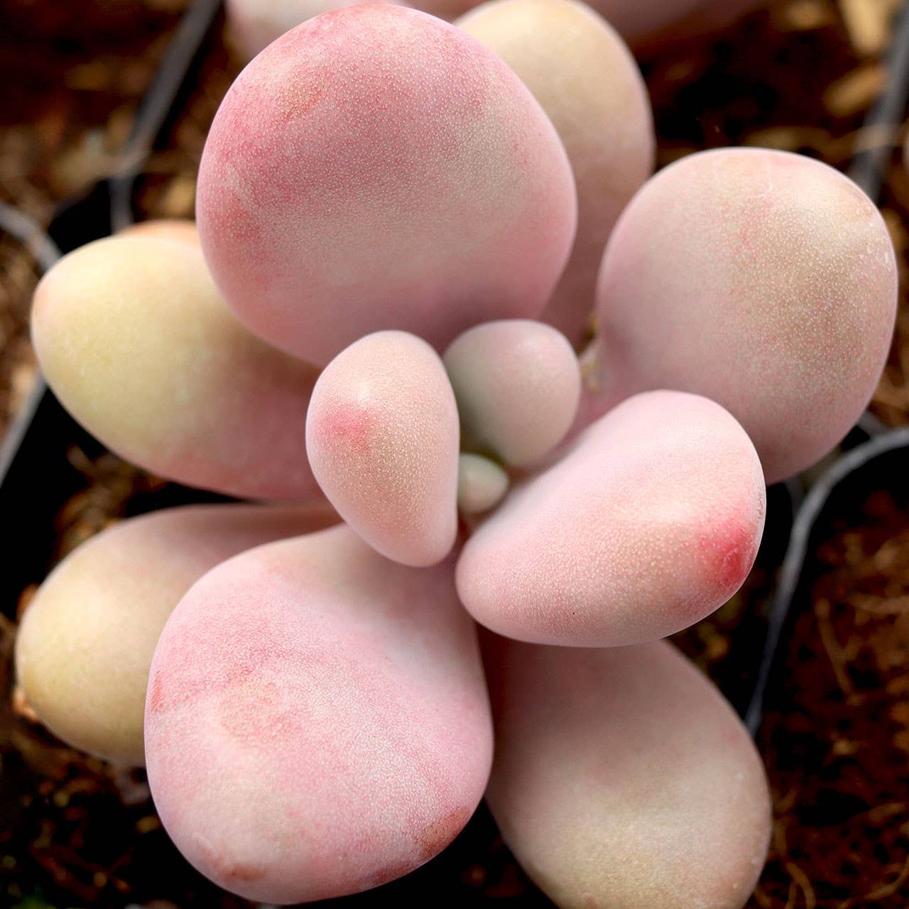 Pachyphytum Oviferum Pink Moonstone