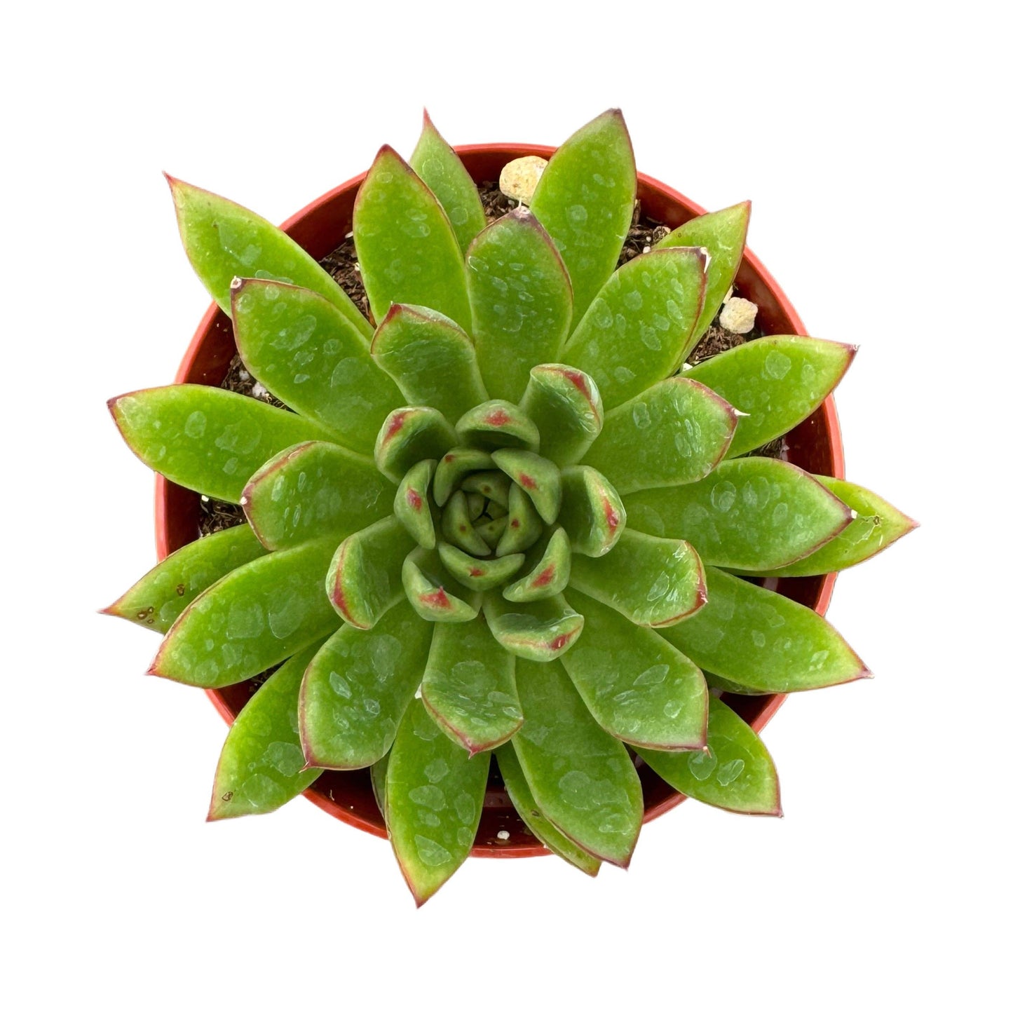 Lipstick Echeveria 4 Inch Echeveria Agavoides