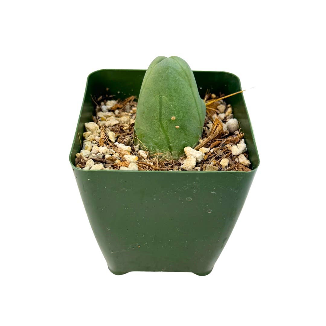 Penis Cactus | 3.25 inch | Trichocereus bridgesii monstrose