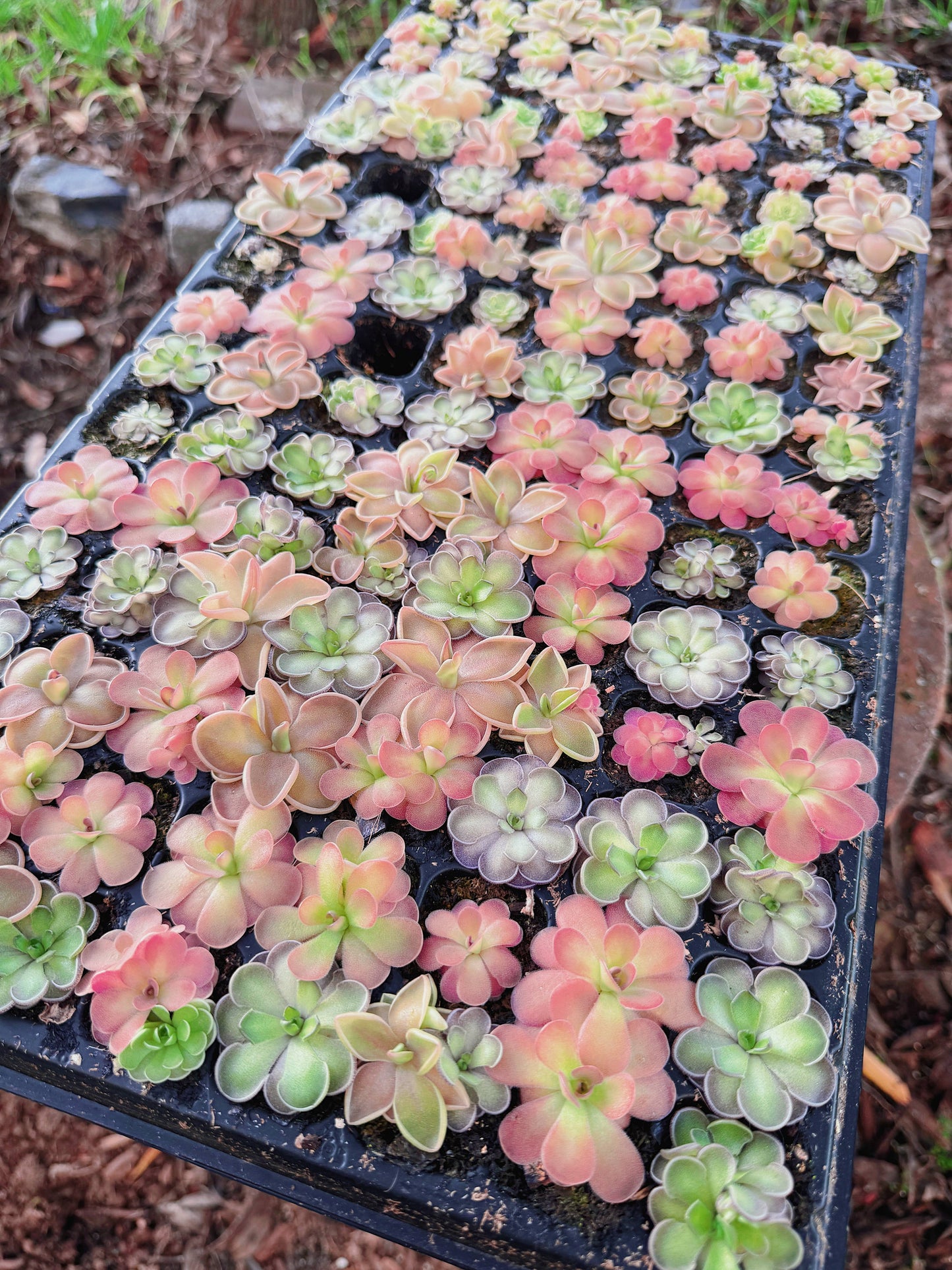 Pinguicula Butterwort Carnivorous Plant
