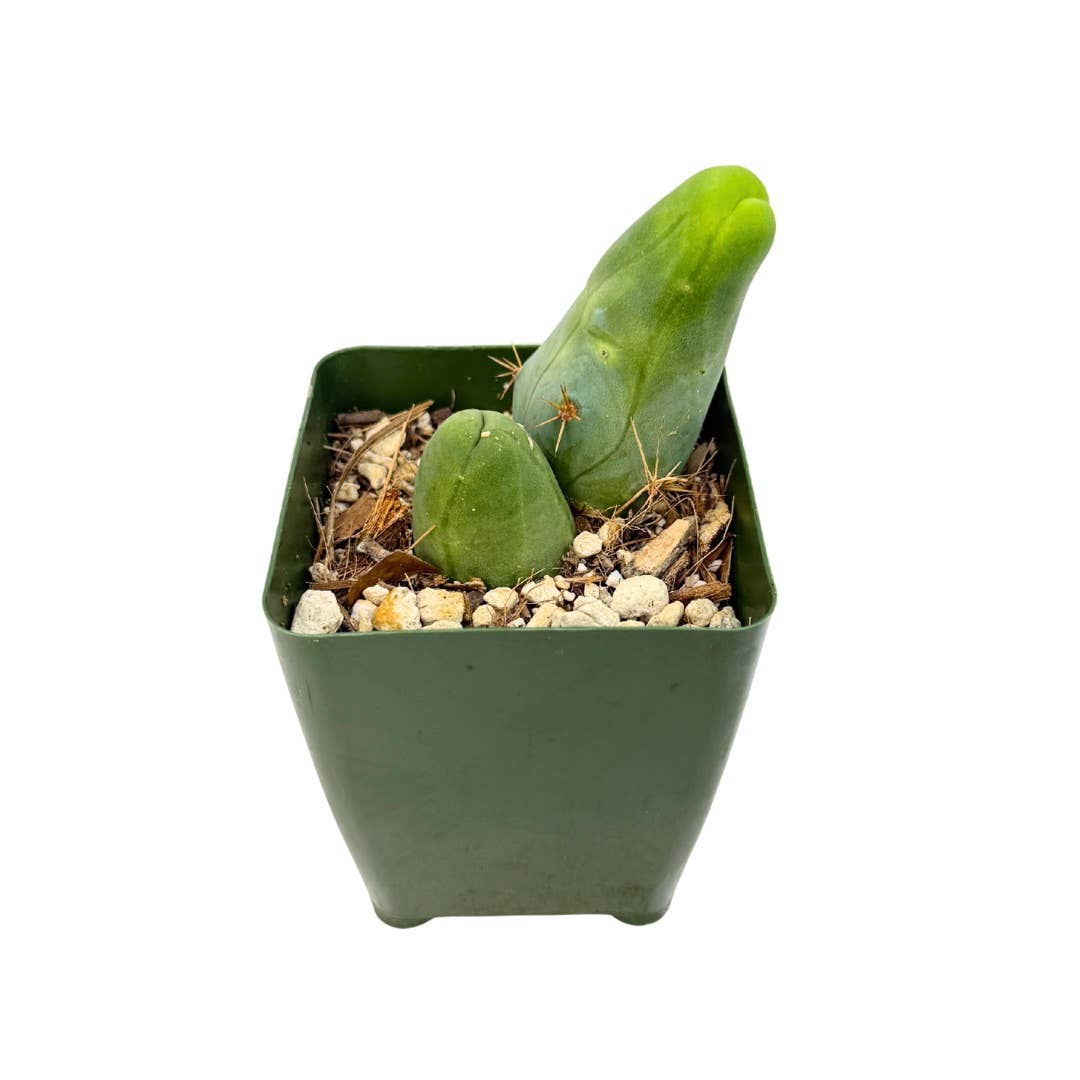Penis Cactus | 3.25 inch | Trichocereus bridgesii monstrose