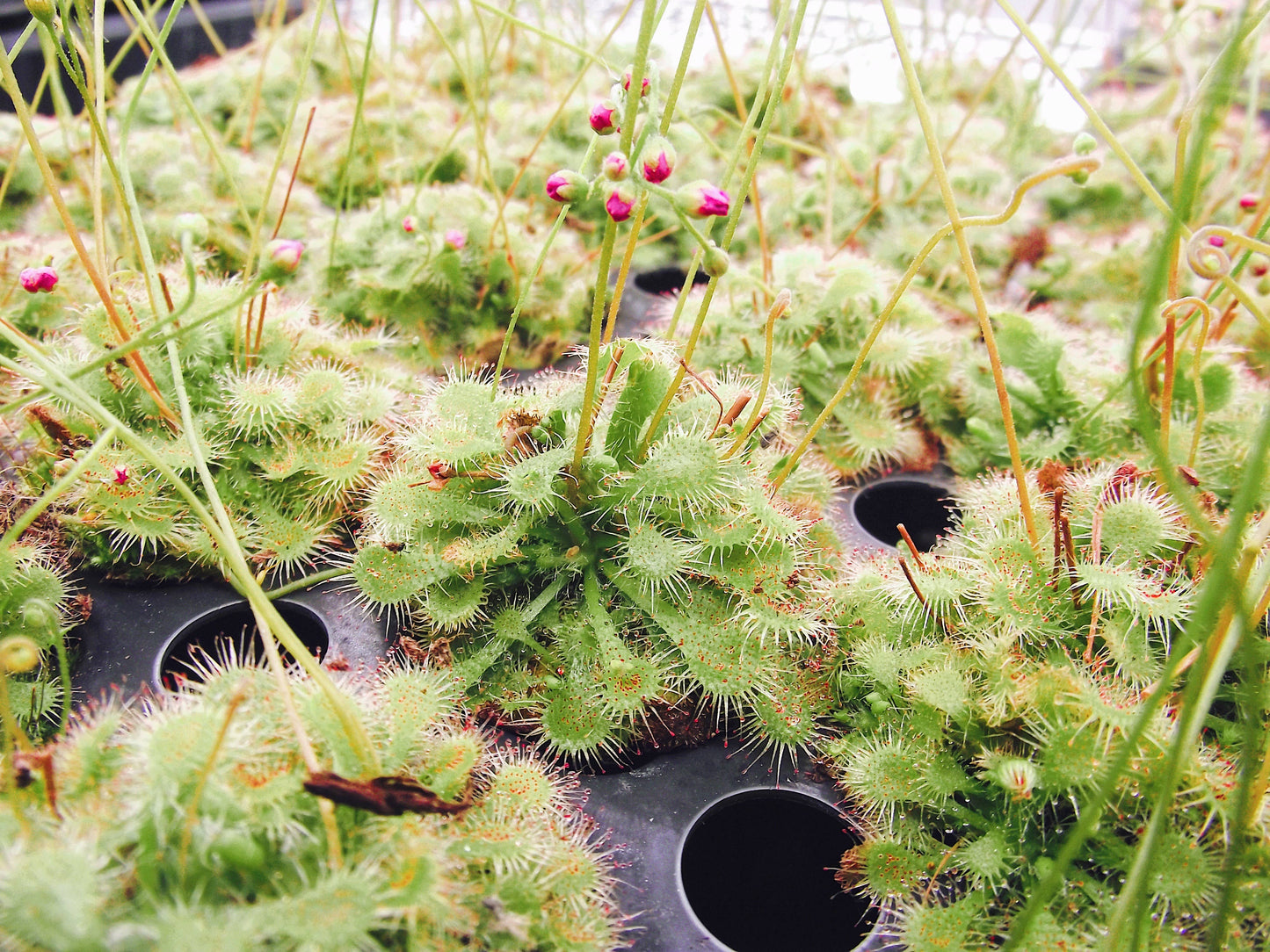 Drosera Spatulata Sundew Spoon Leaf Carnivorous Plant