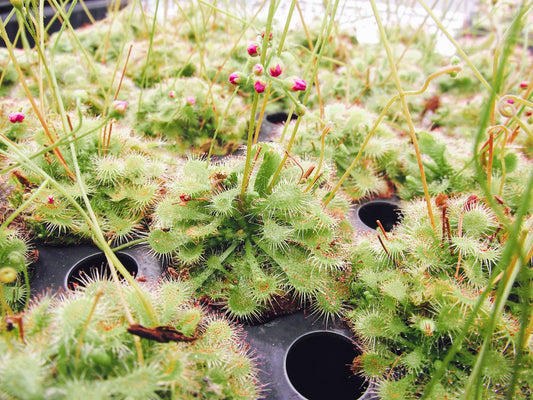 Drosera Spatulata Sundew Spoon Leaf Carnivorous Plant
