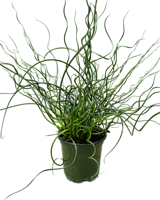 4" Corkscrew Rush - Juncas Spiralis - Wholesale Plant