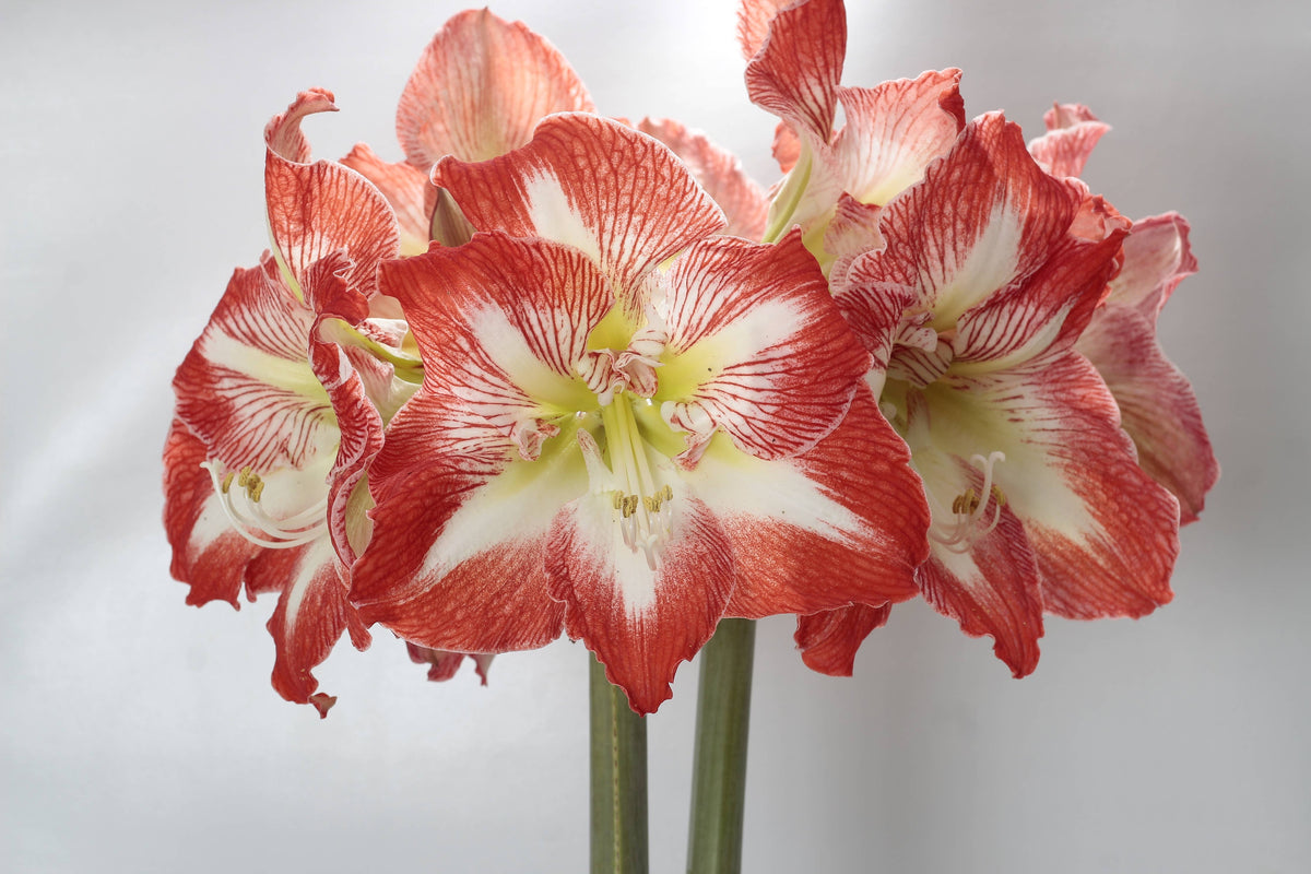 Bare Red & White Flower Amaryllis Bulbs 30 bulb case - Glass Garden Studio