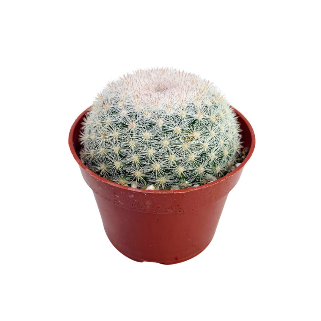 Snowball Cactus 4 Inch Mammillaria Candida
