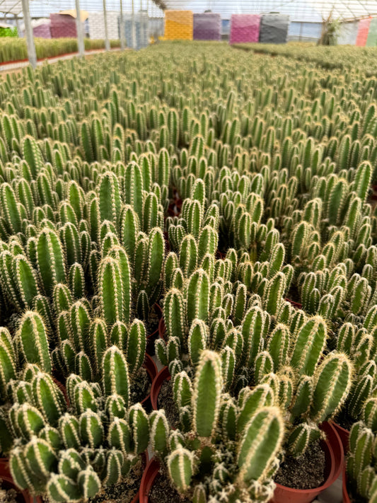 Fairy Castle Cactus 3 5 Inch Acanthocereus Tetragonus