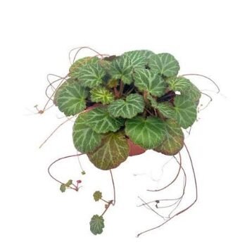 Begonia Strawberry 4in - Glass Garden Studio