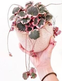 Begonia Strawberry Variegated 4in - Glass Garden Studio