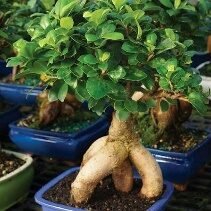 Bonsai Ficus Ginseng -6in - Glass Garden Studio
