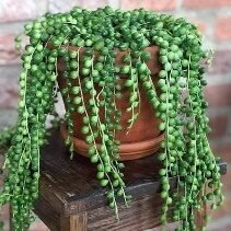 Bonsai Juniper 6in - Glass Garden Studio