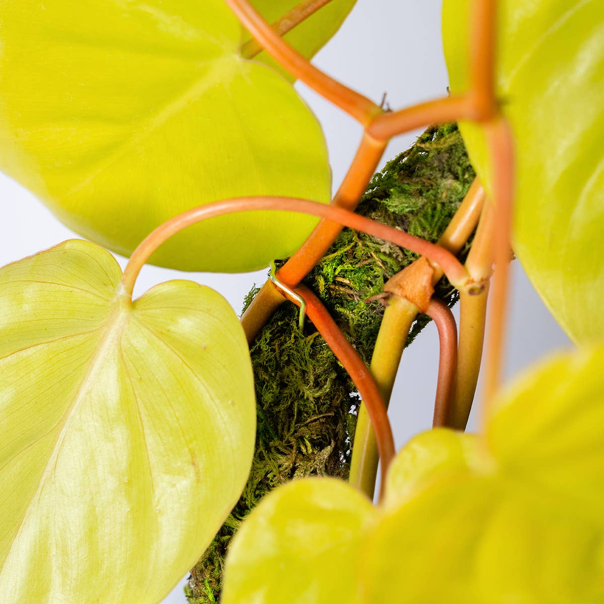 The SuperMoss Bendable SuperPole.