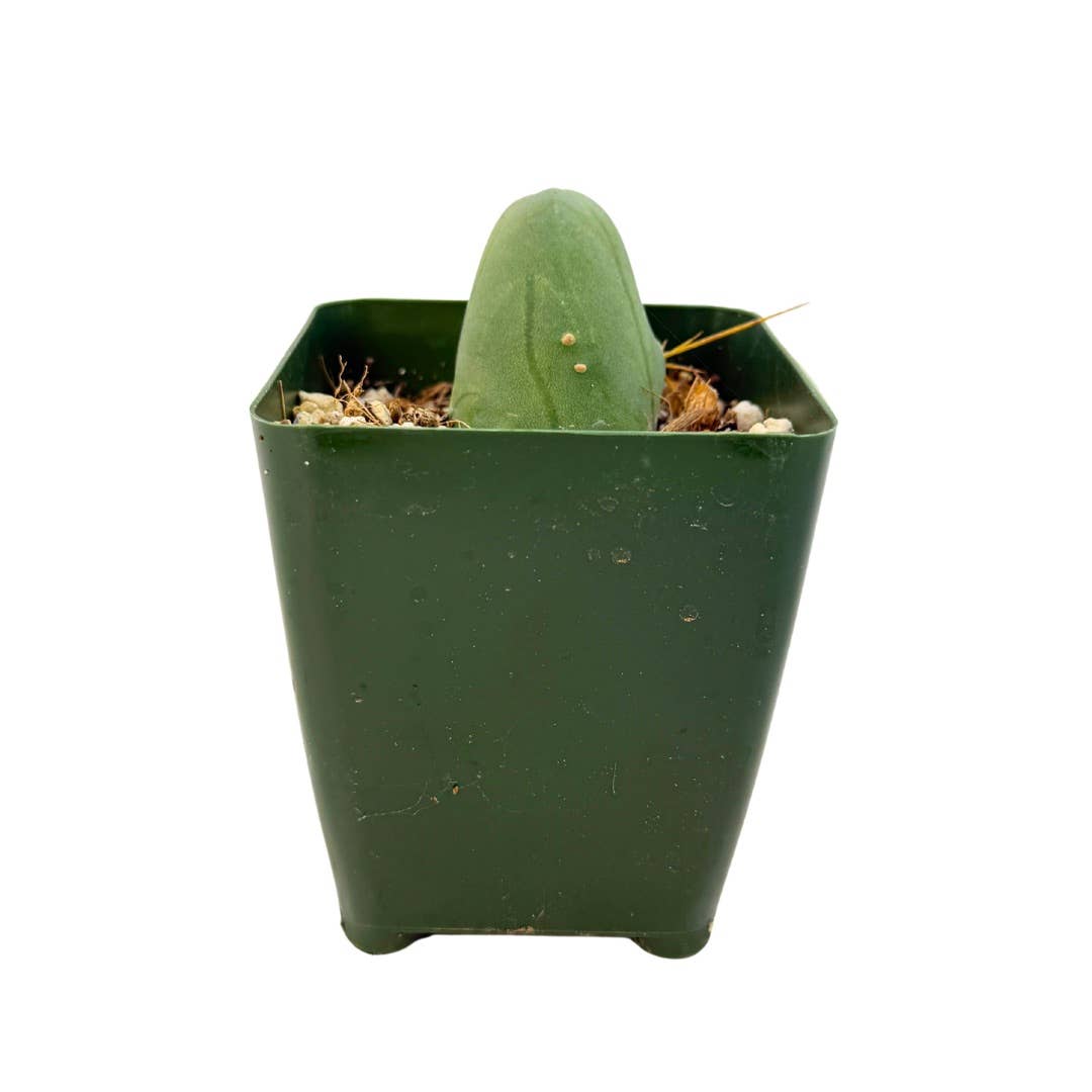Penis Cactus | 3.25 inch | Trichocereus bridgesii monstrose