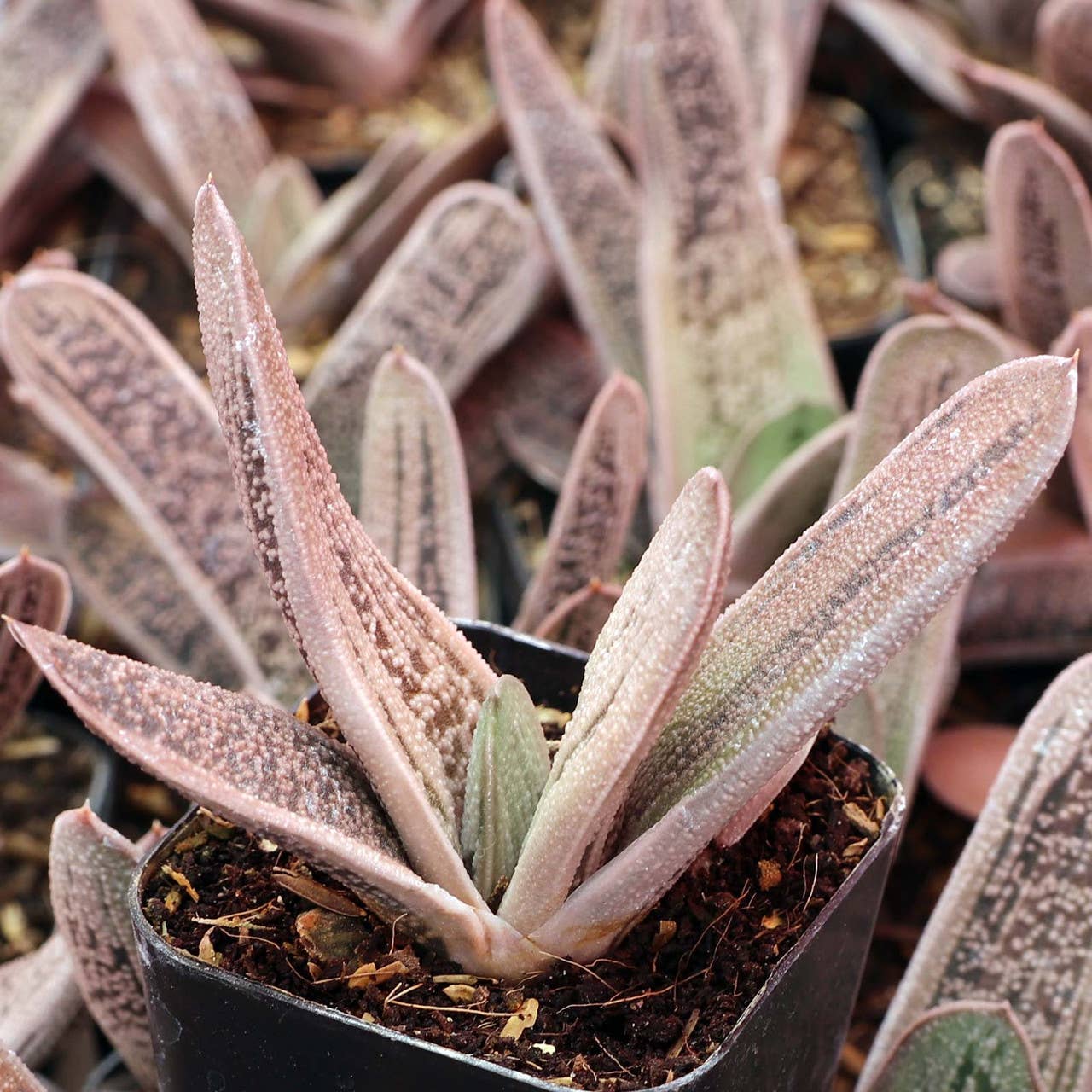 Gasteria Little Warty