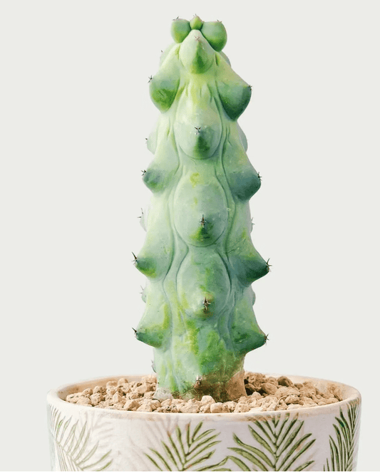 Cactus Boobie - Glass Garden Studio