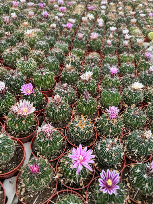 Cactus Brain 2.5in - Glass Garden Studio