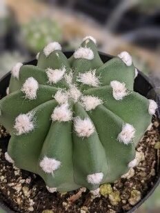 Cactus Echinopsis green cluster-easter lily-3in - Glass Garden Studio